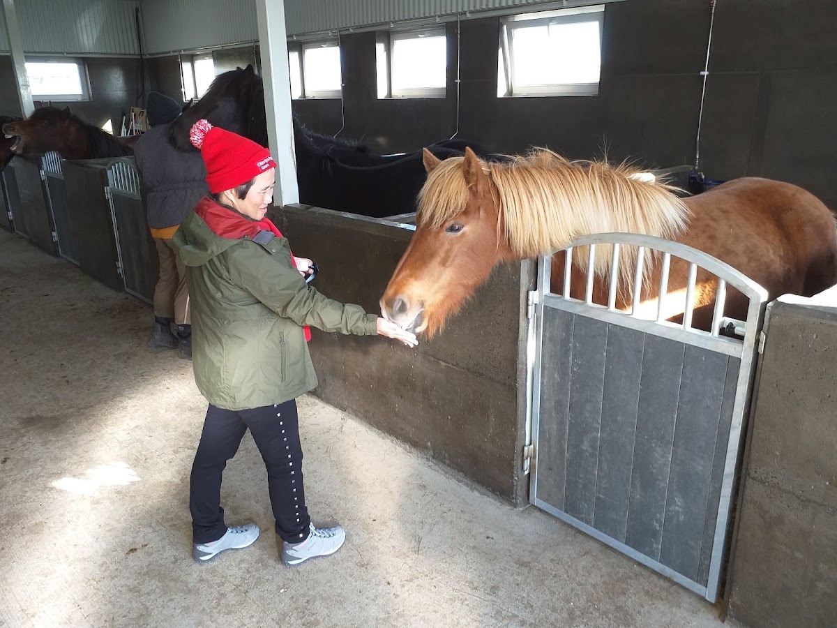 Brú horsefarm 照片 3