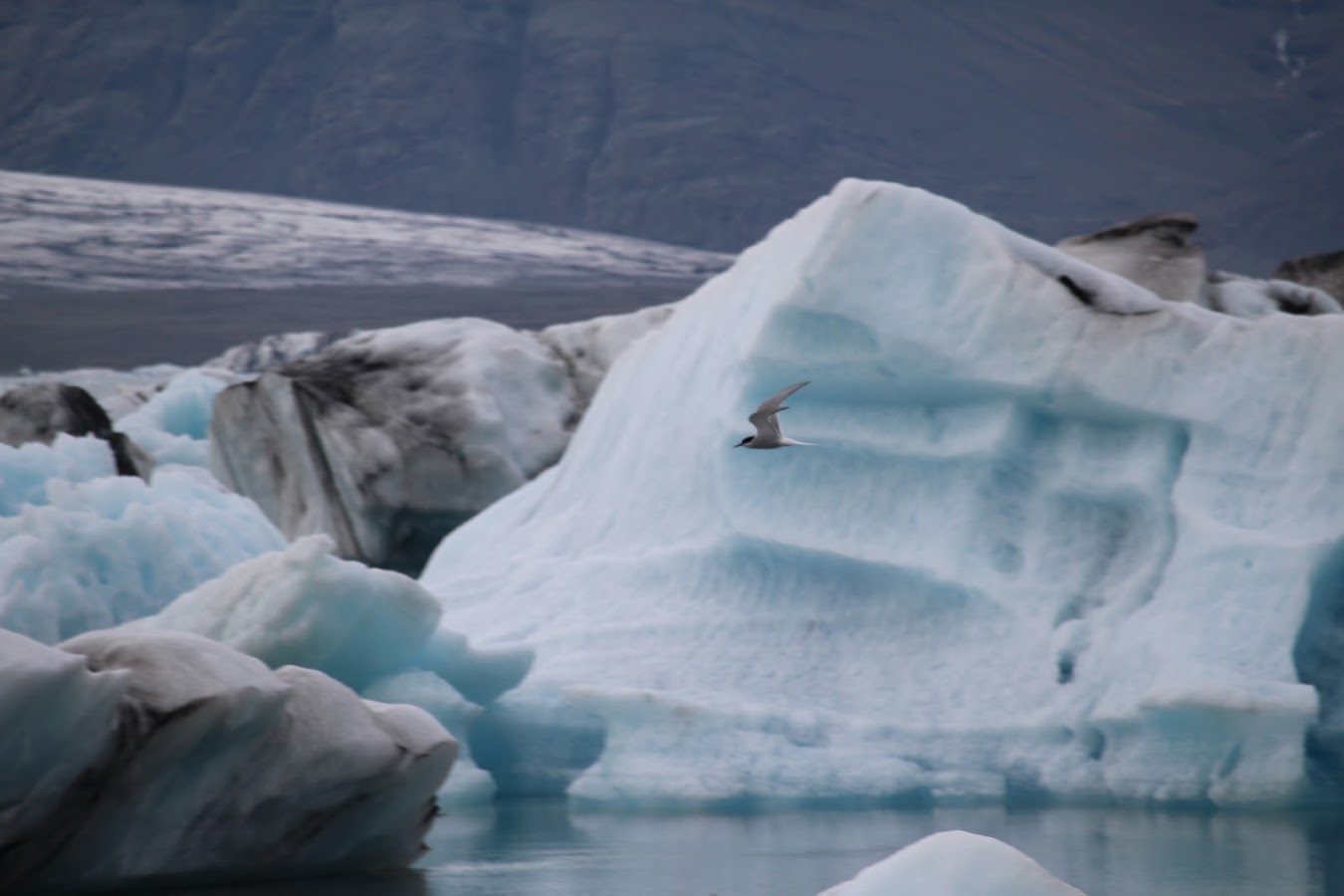 Glacier ice shelf 照片 3